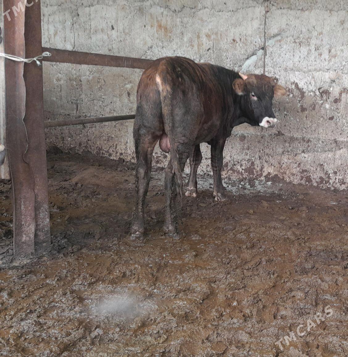 okuz - Büzmeýin - img 4