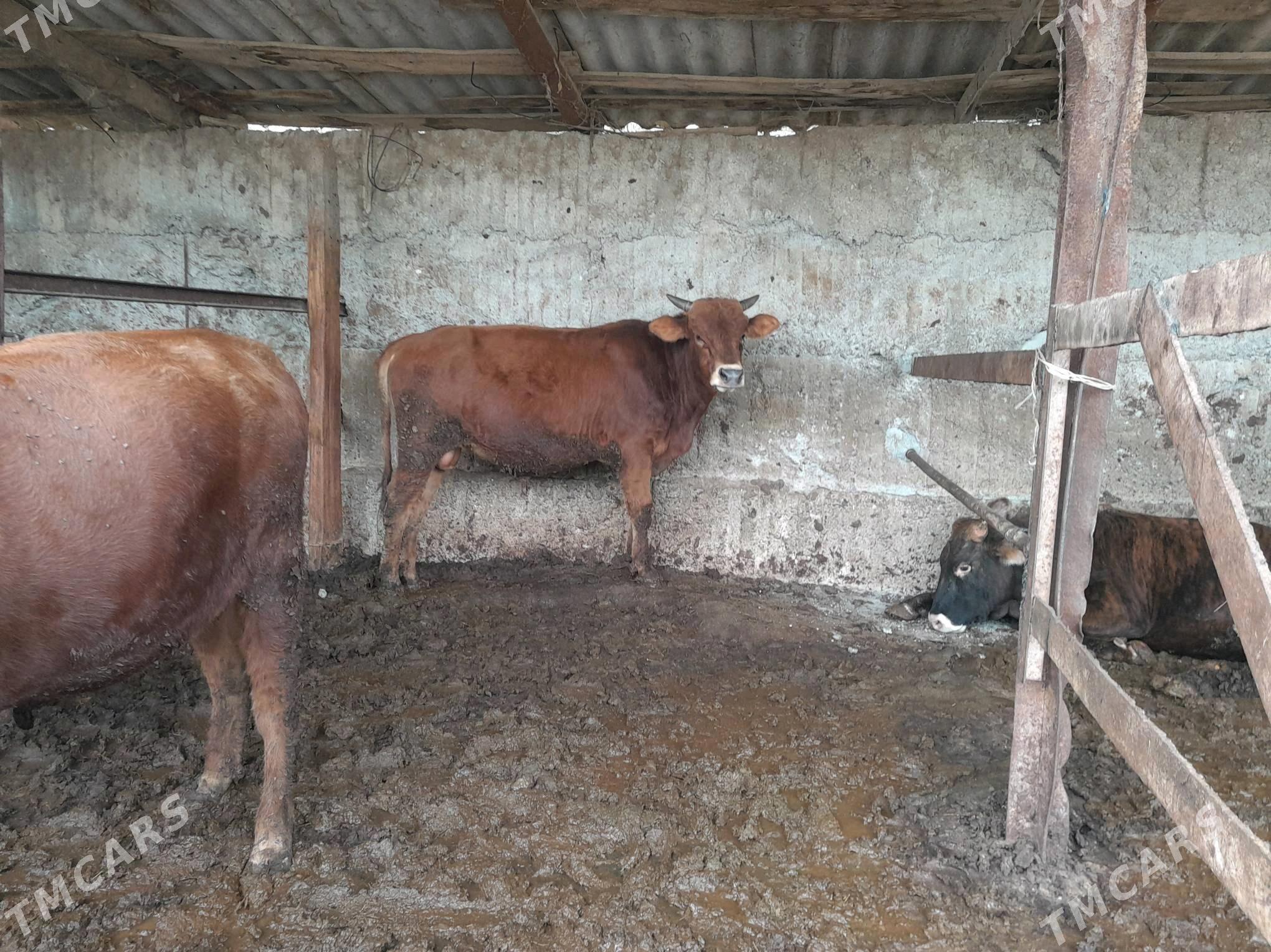 okuz - Büzmeýin - img 3