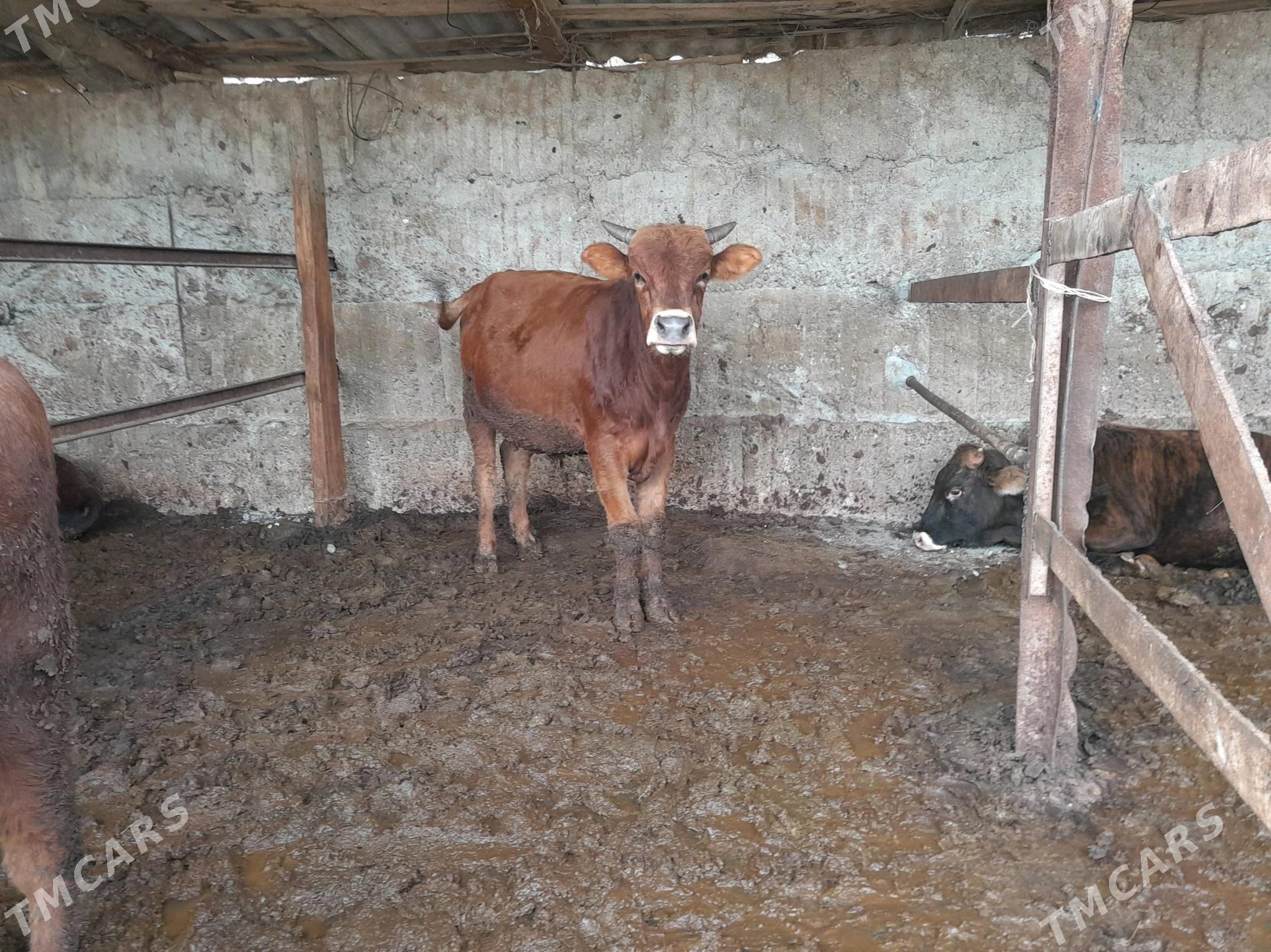 okuz - Büzmeýin - img 2