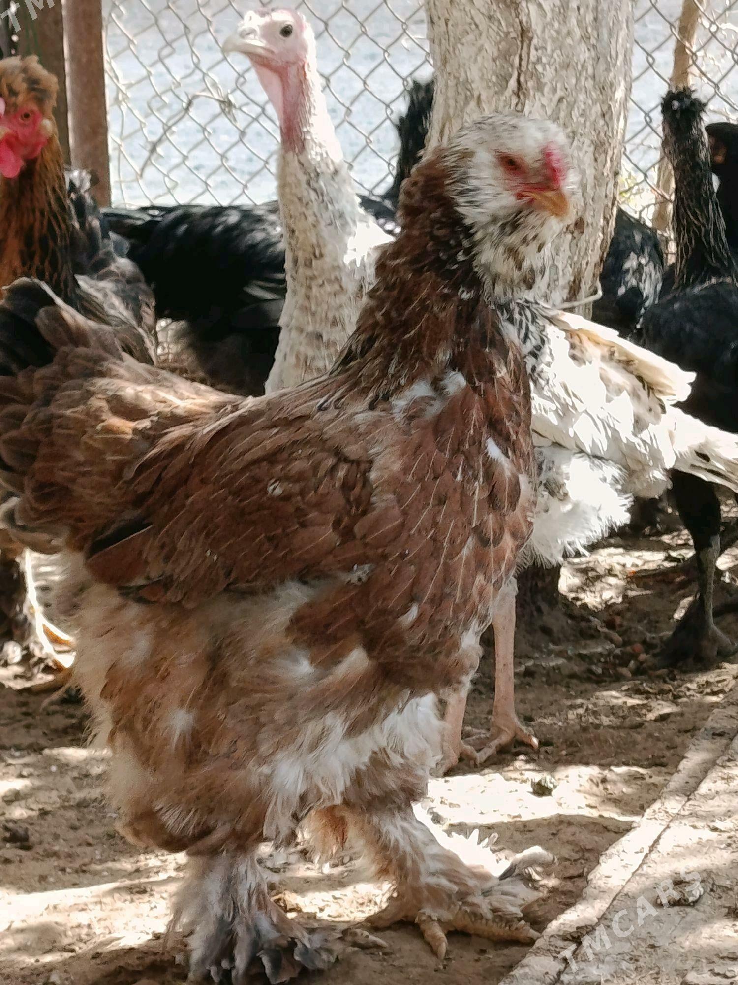 BRAMA - Туркменбаши - img 1