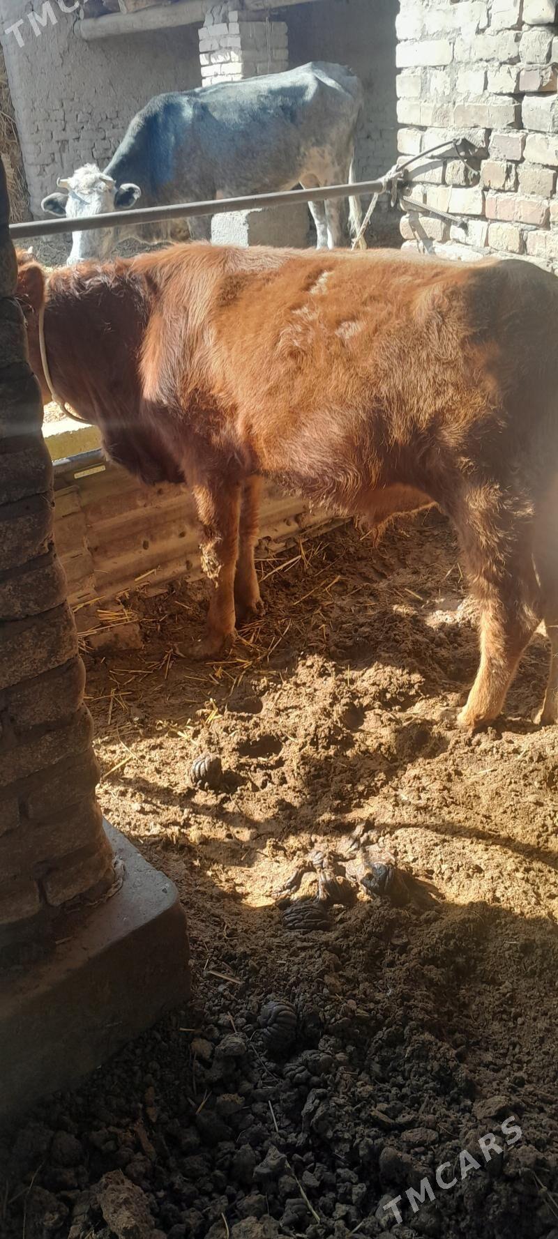 Okuz - Çärjew - img 3