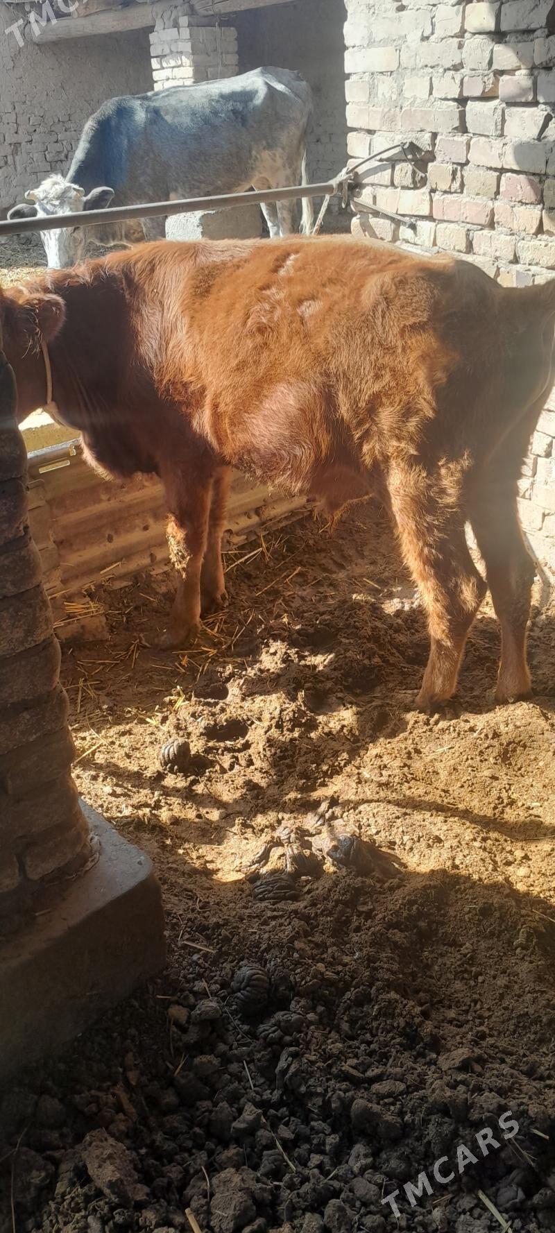 Okuz - Çärjew - img 2