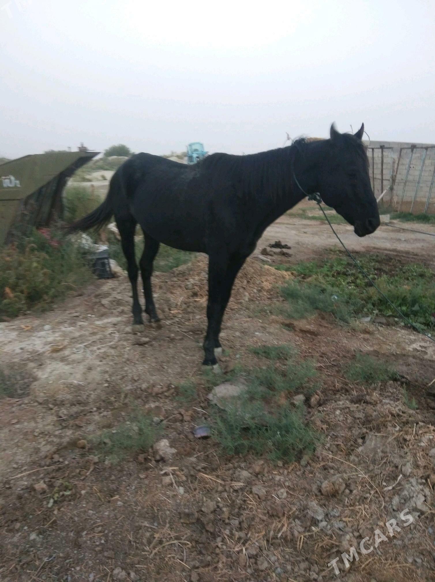 At - Бахарден - img 3