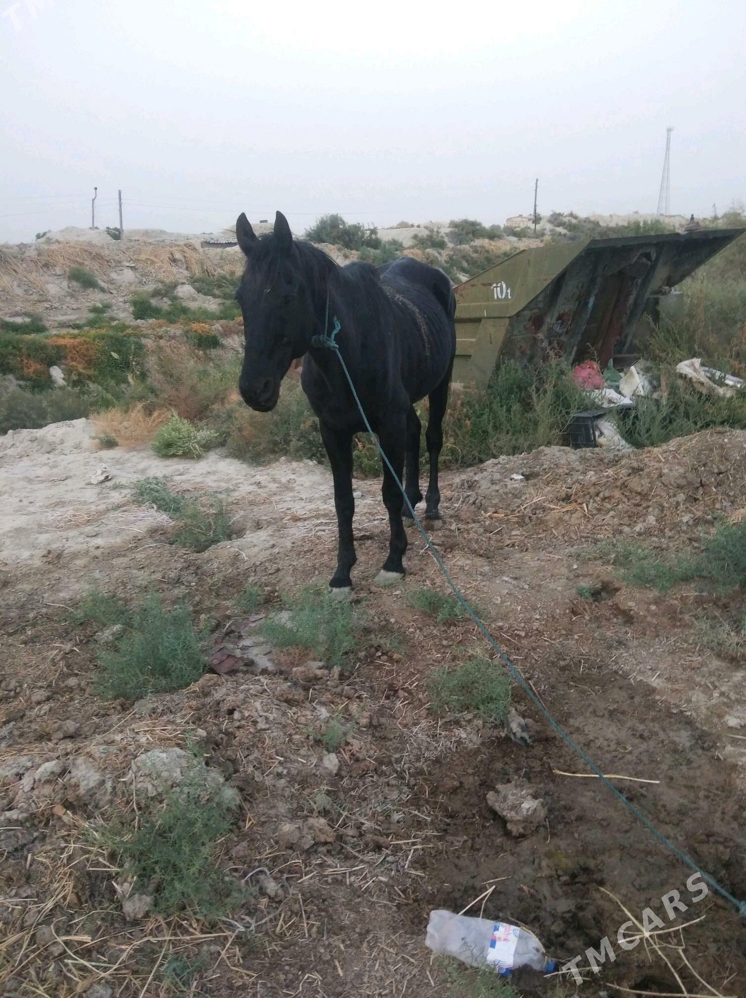 At - Бахарден - img 2