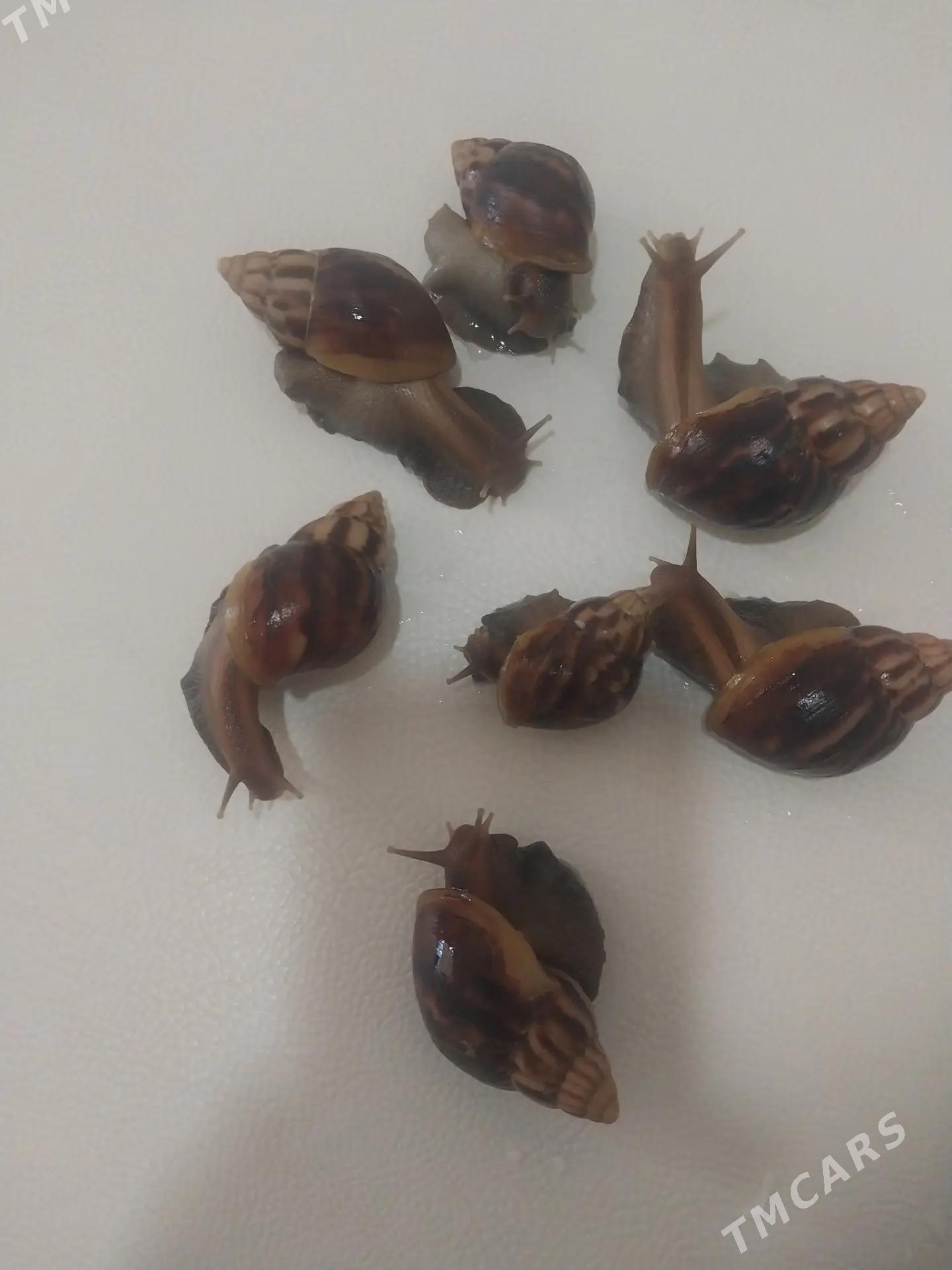 ulitka / улитки - Туркменбаши - img 1