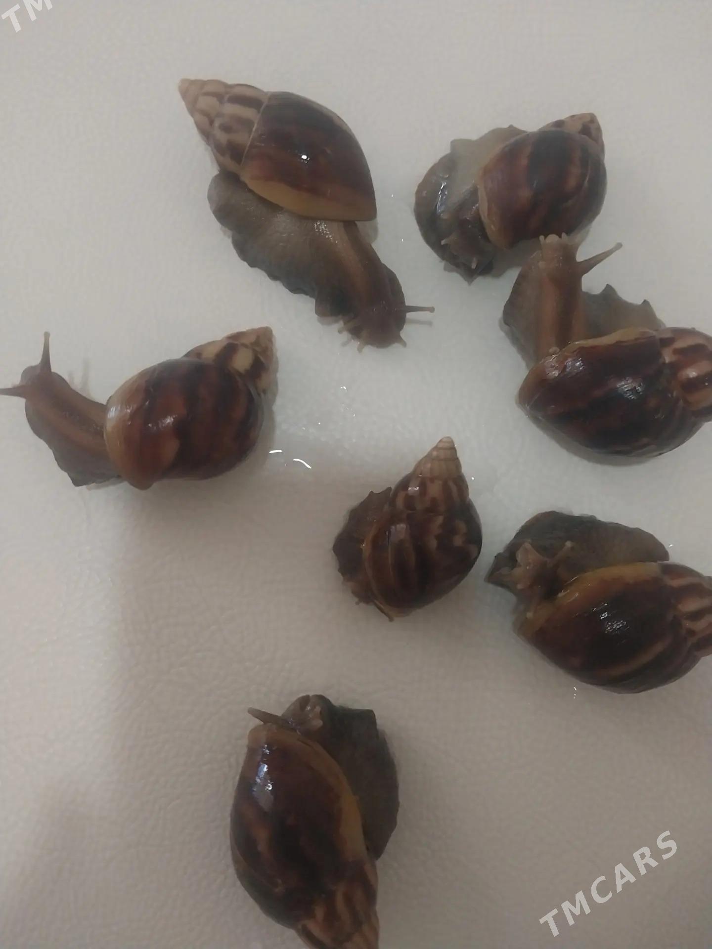 ulitka / улитки - Туркменбаши - img 2