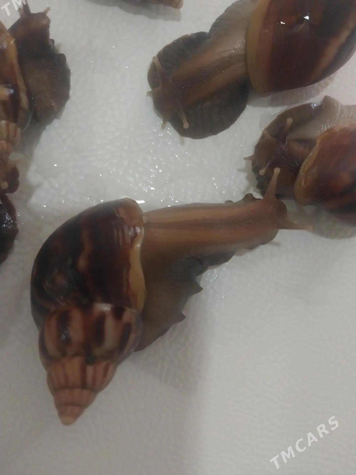 ulitka / улитки - Туркменбаши - img 3