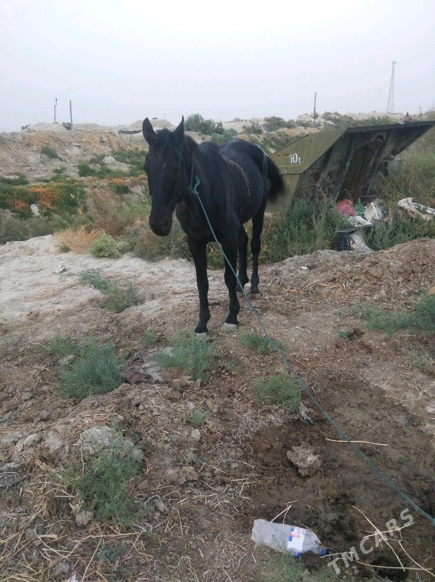 At - Бахарден - img 1