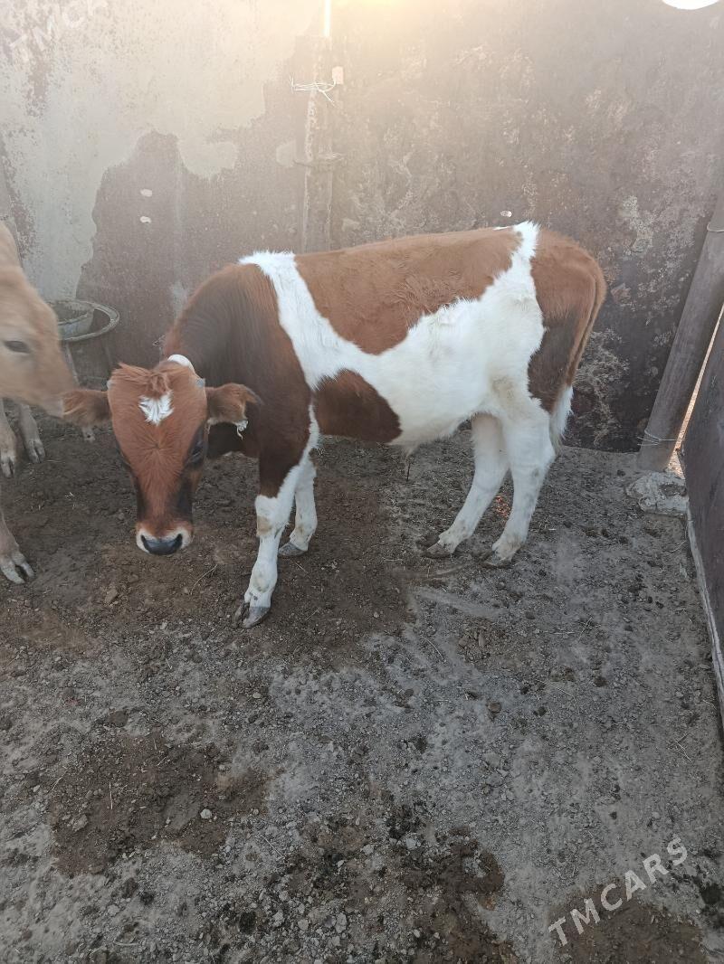 okiz - Esenguly - img 2