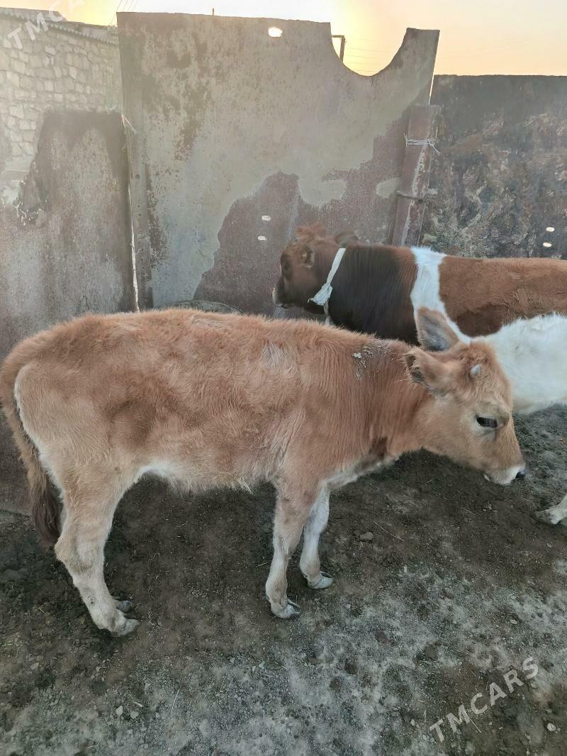 okiz - Esenguly - img 4