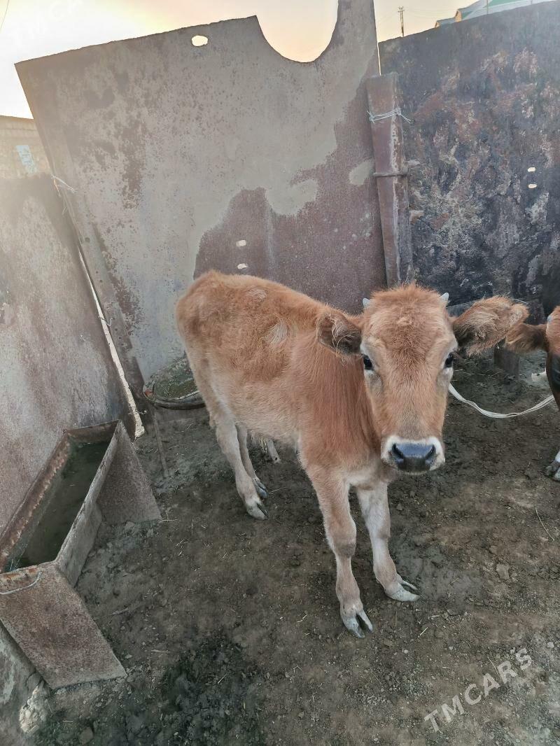 okiz - Esenguly - img 2