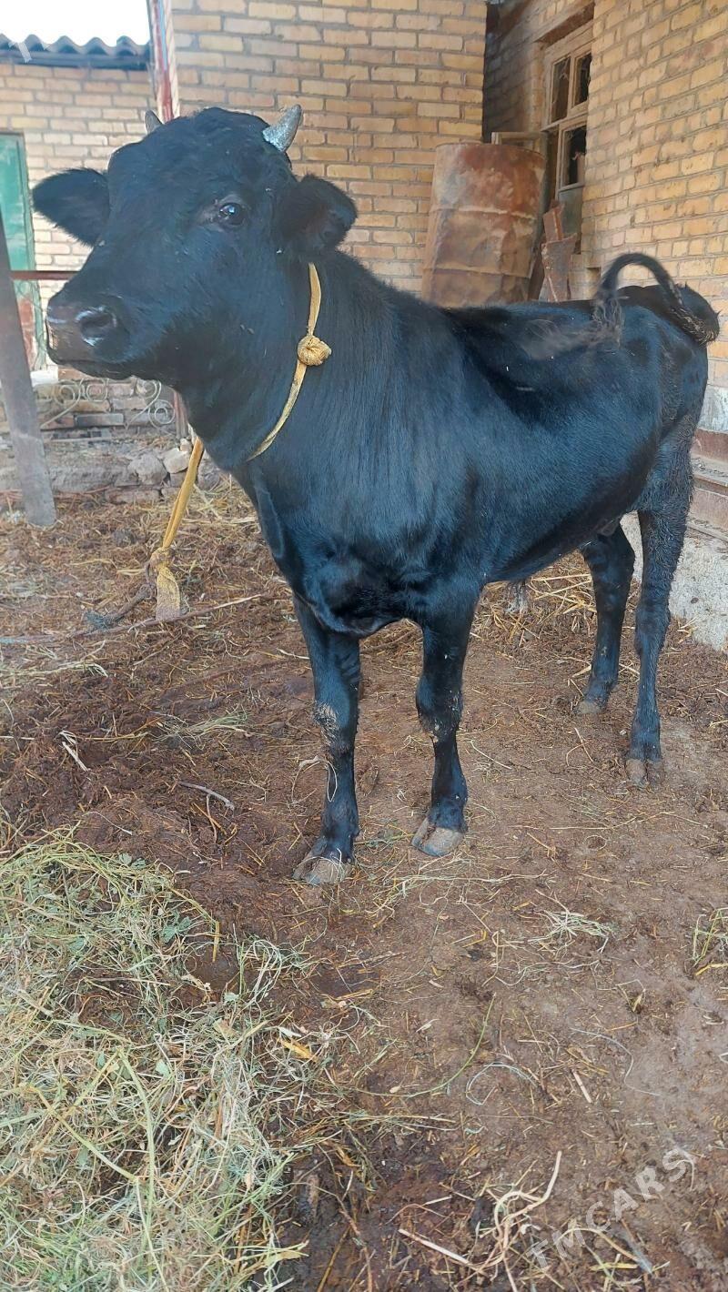 okuz - Farap - img 1