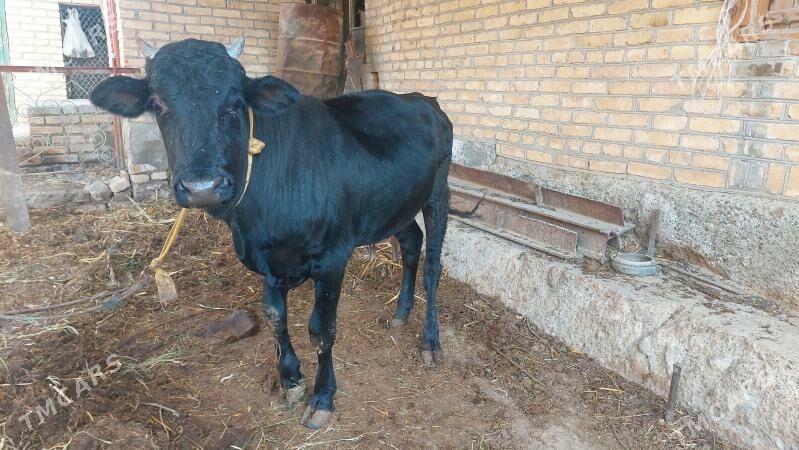 okuz - Farap - img 2