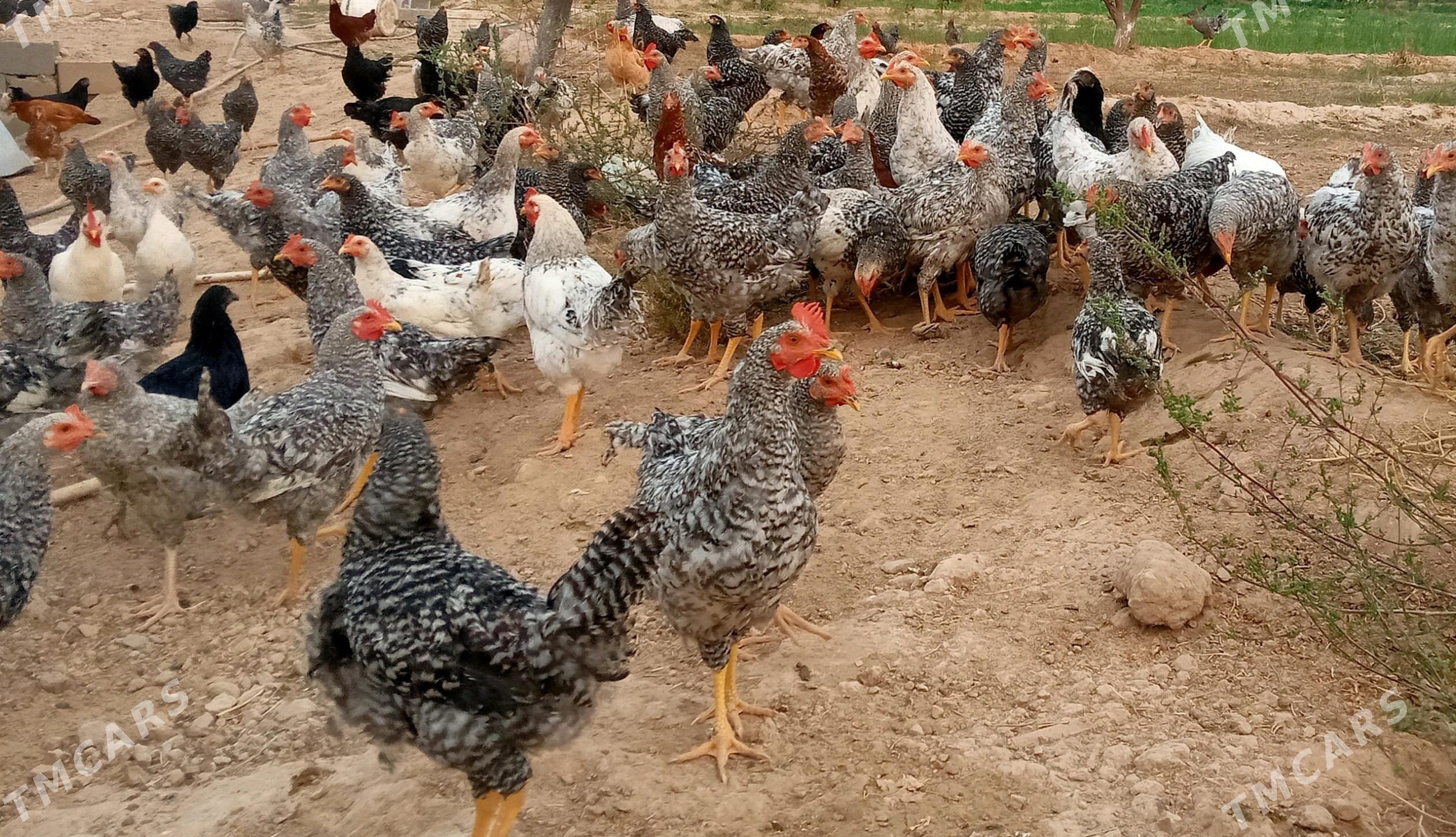 Daminat horozlar - Aşgabat - img 1