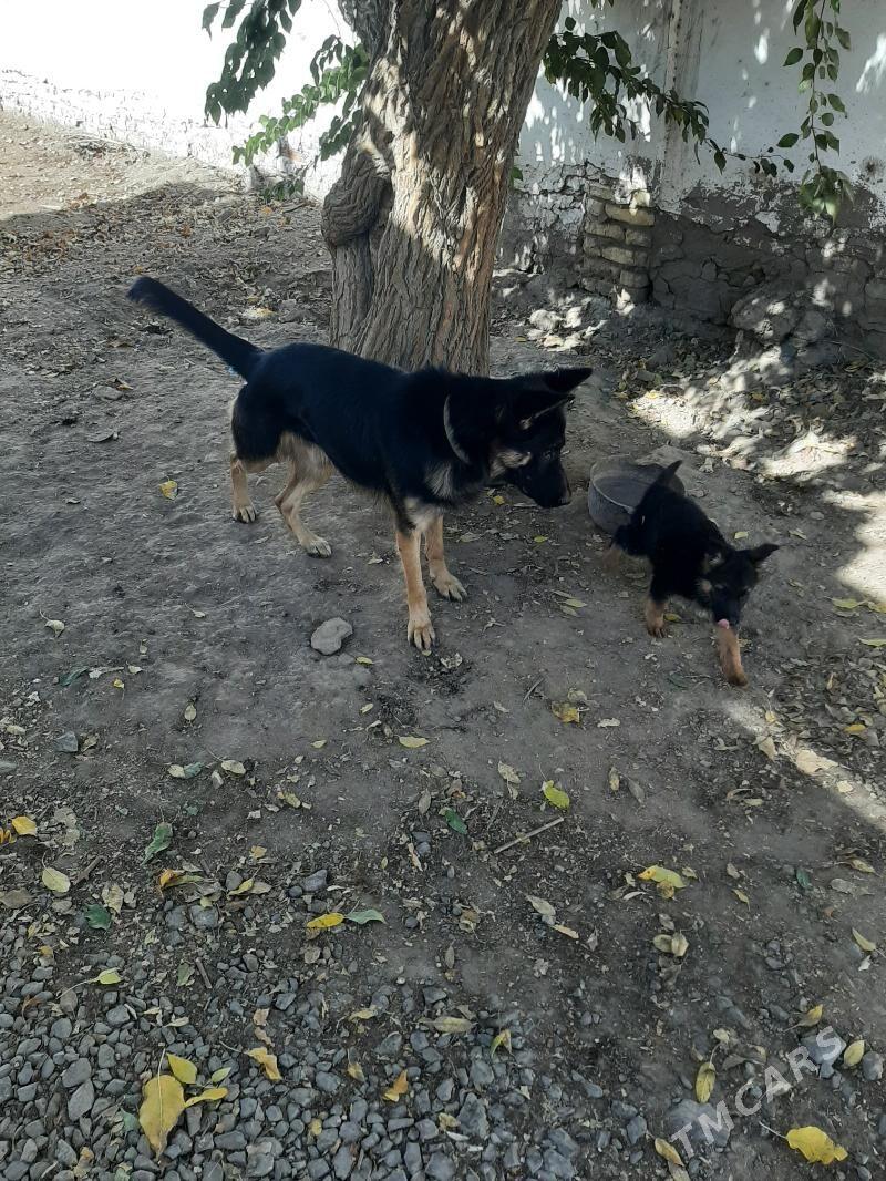 Гужук - Daşoguz - img 2