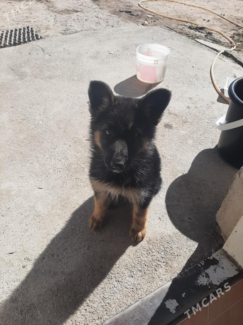 Гужук - Daşoguz - img 1