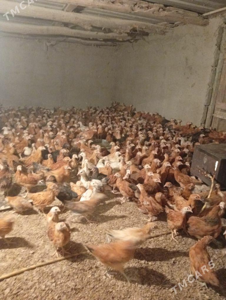 Towyk juje - Кака - img 5