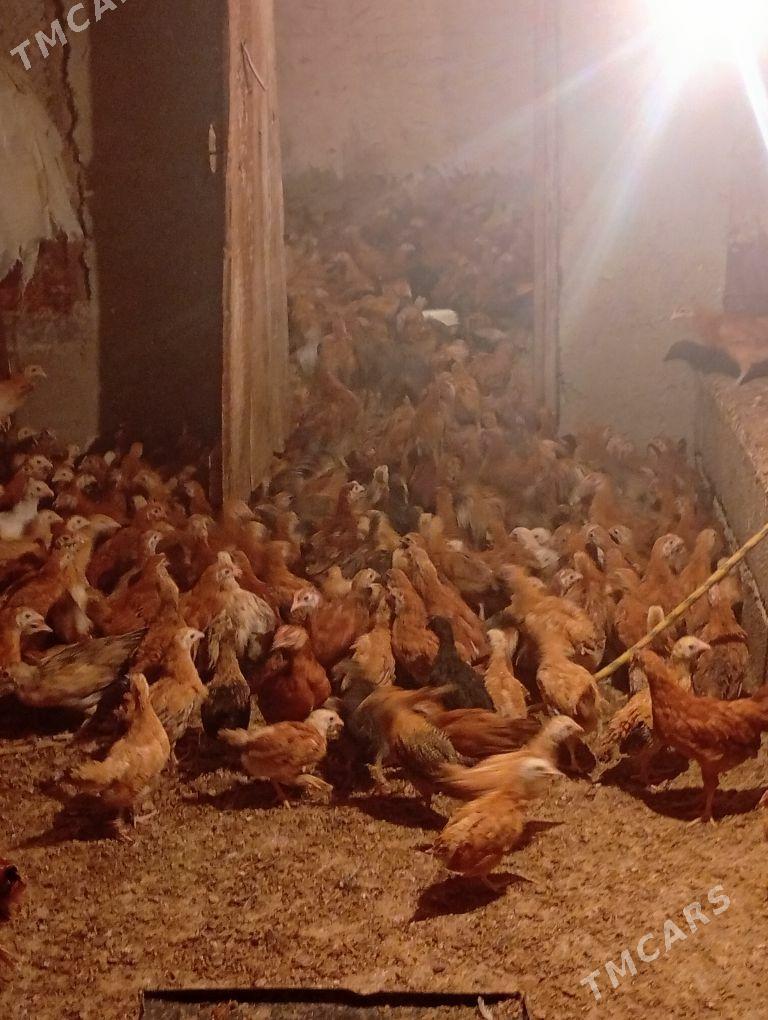 Towyk juje - Кака - img 8