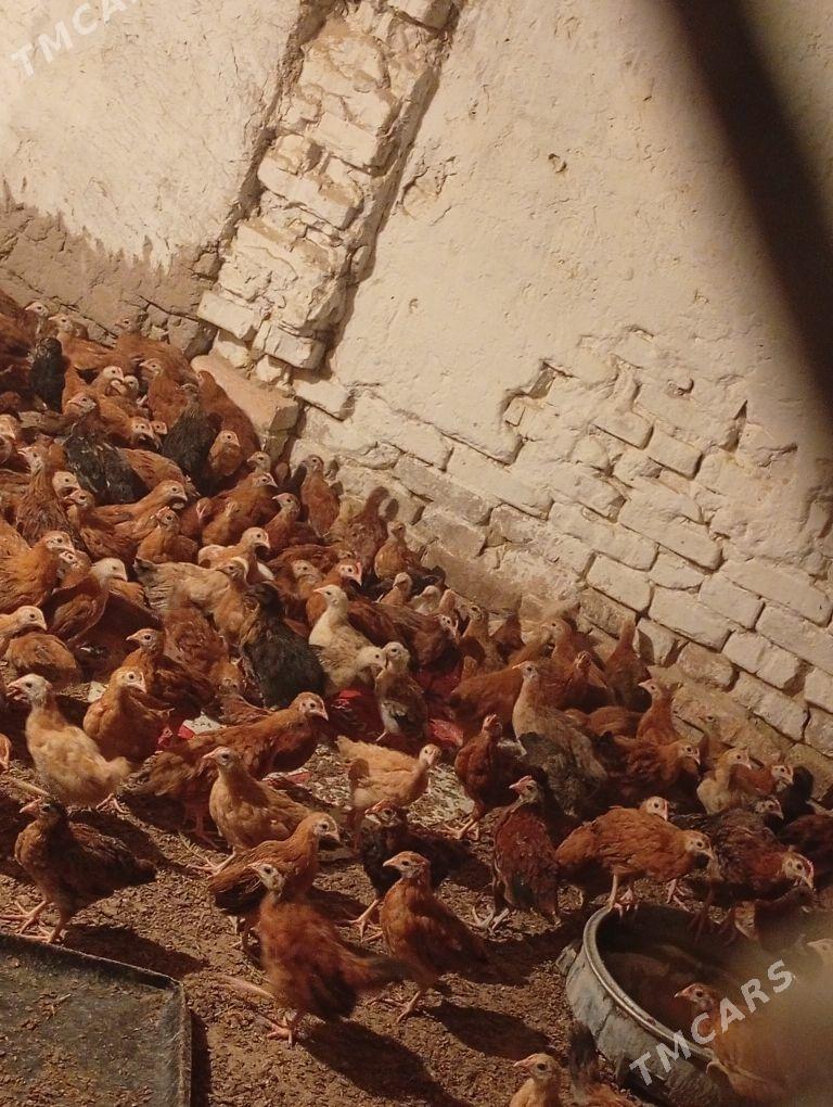 Towyk juje - Кака - img 6