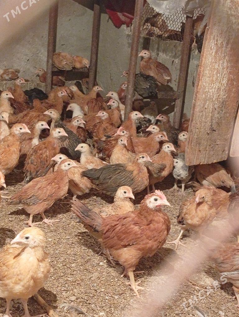 Towyk juje - Кака - img 9