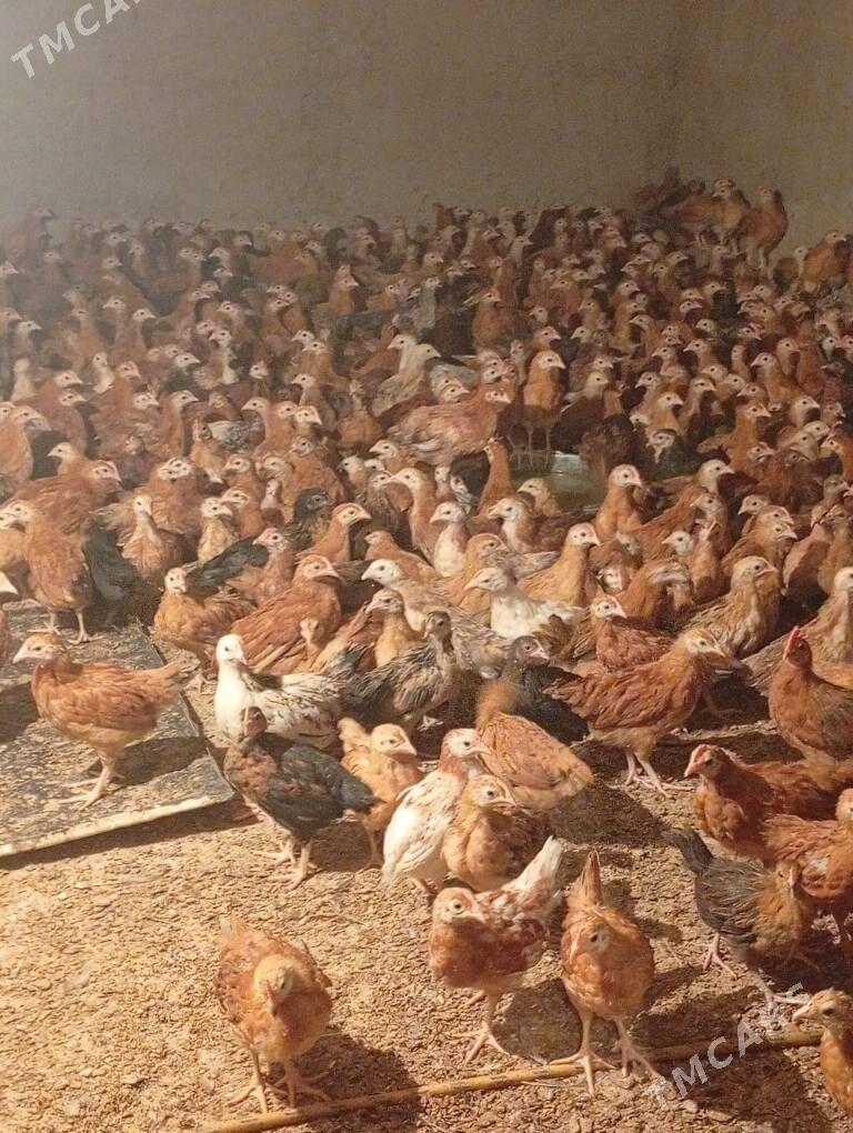 Towyk juje - Кака - img 7