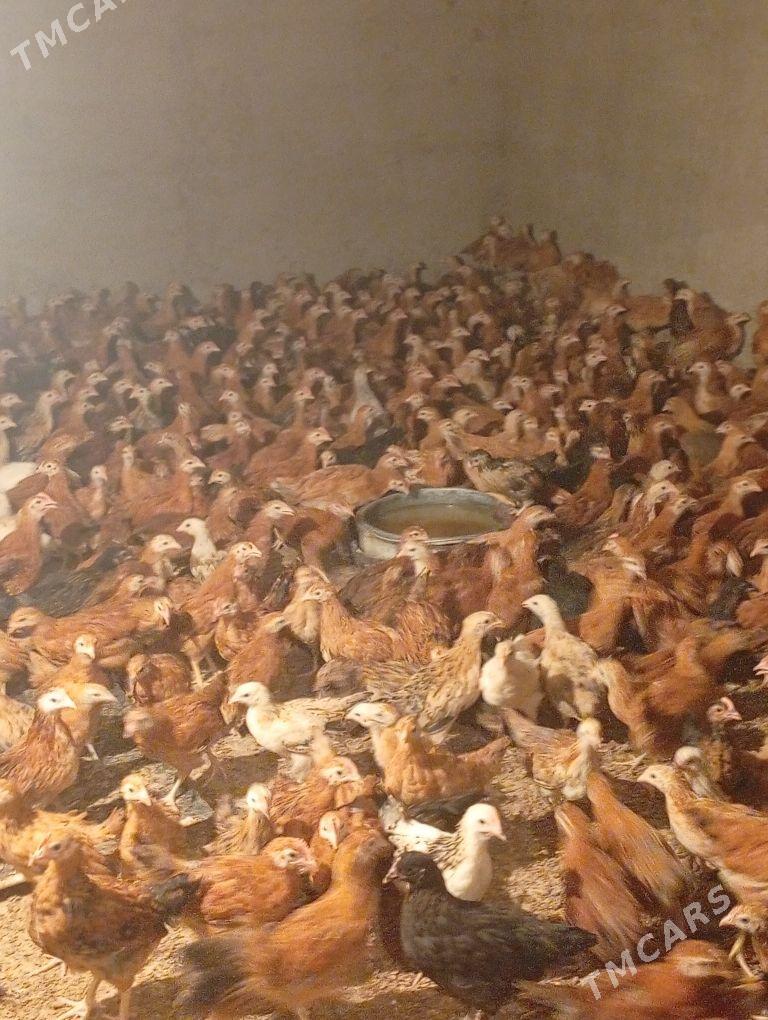 Towyk juje - Кака - img 4