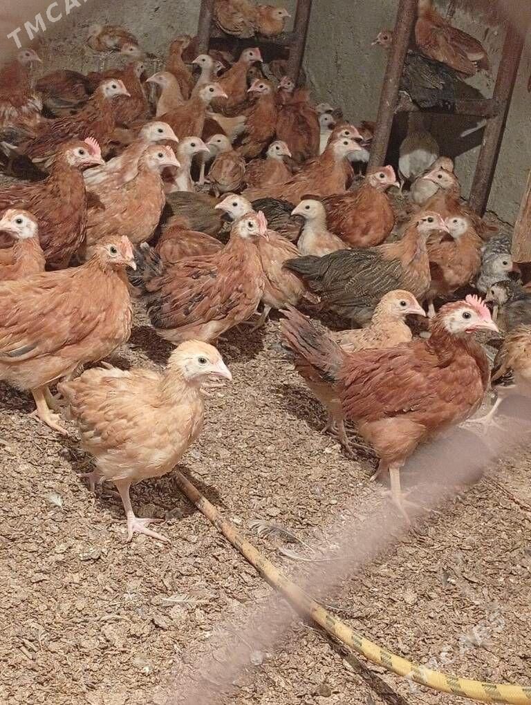 Towyk juje - Кака - img 10