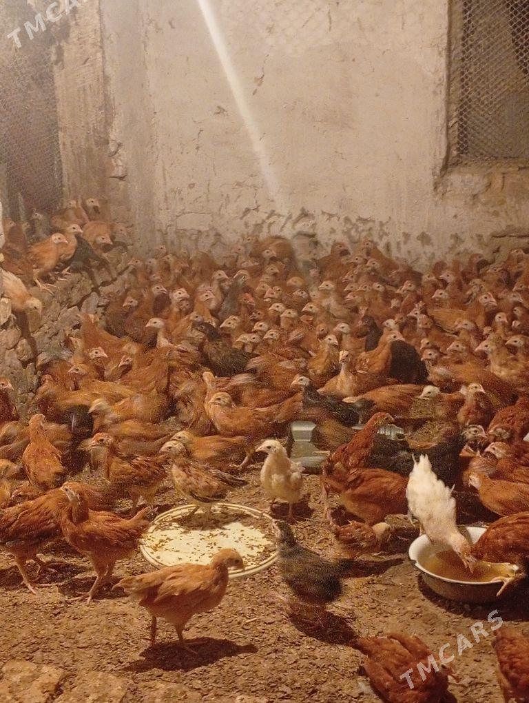 Towyk juje - Кака - img 2