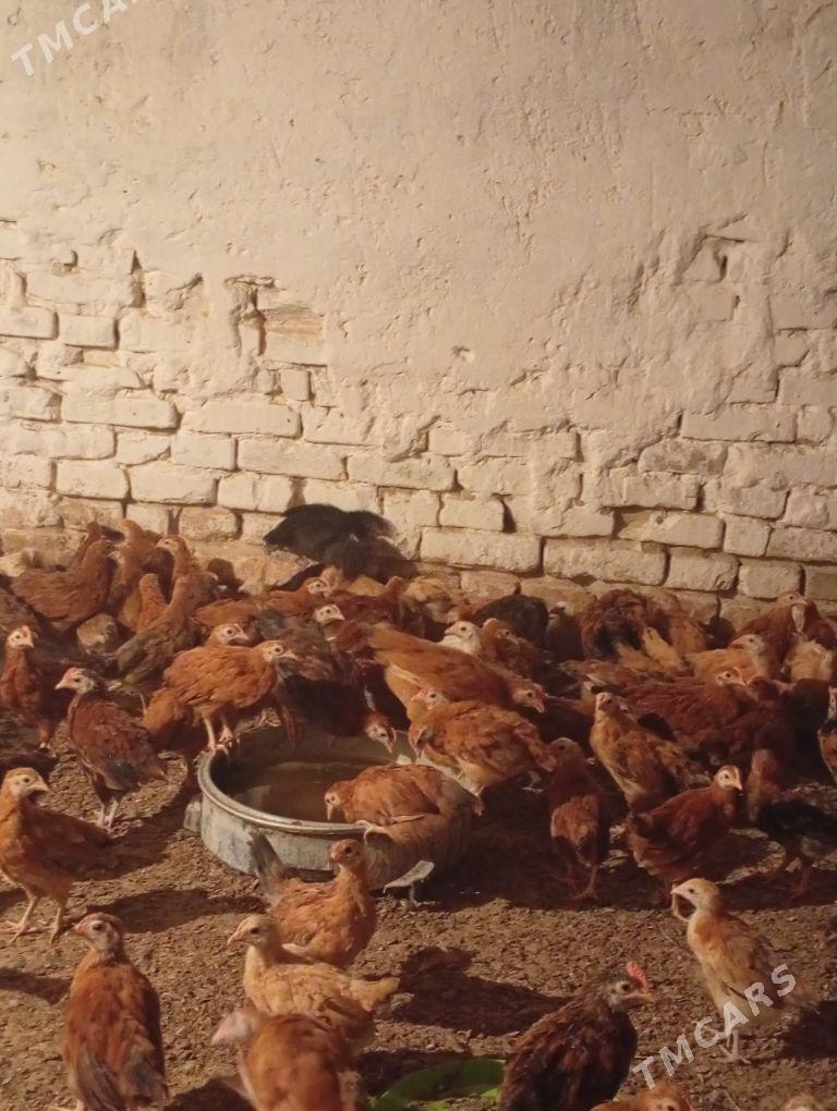 Towyk juje - Кака - img 1