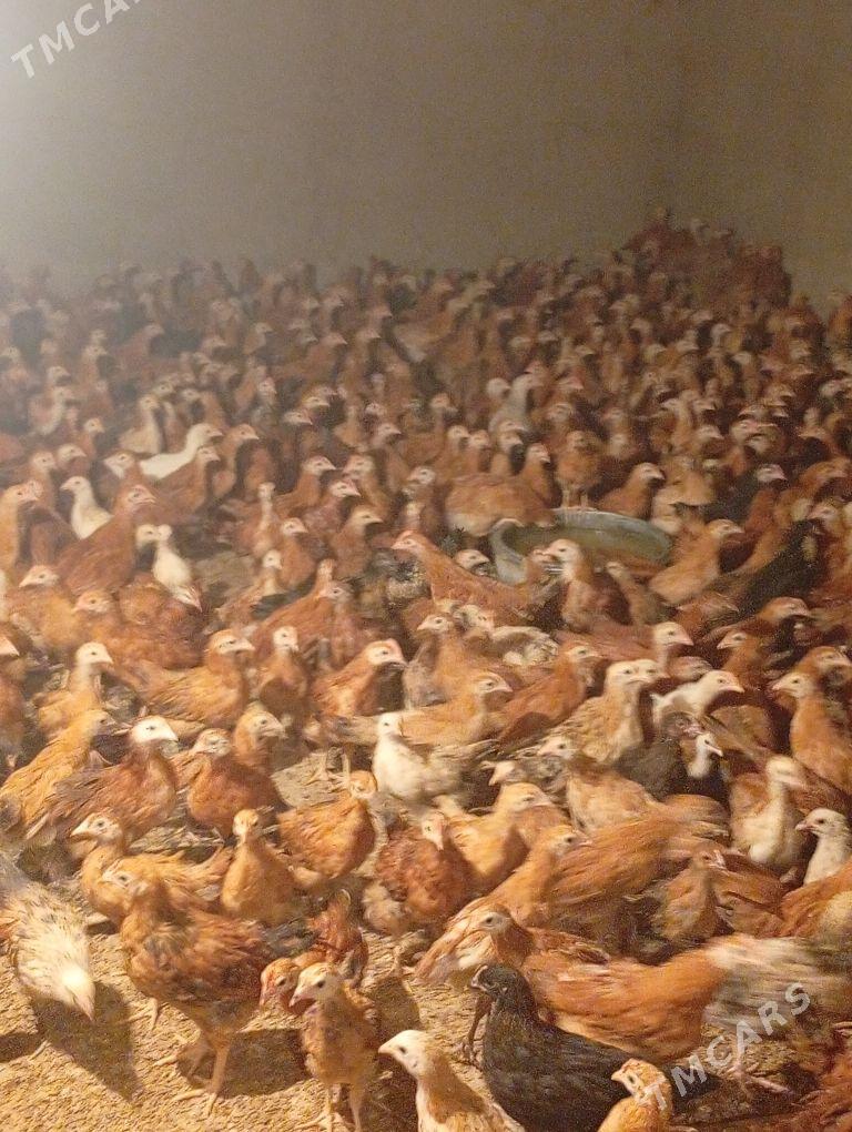 Towyk juje - Кака - img 3