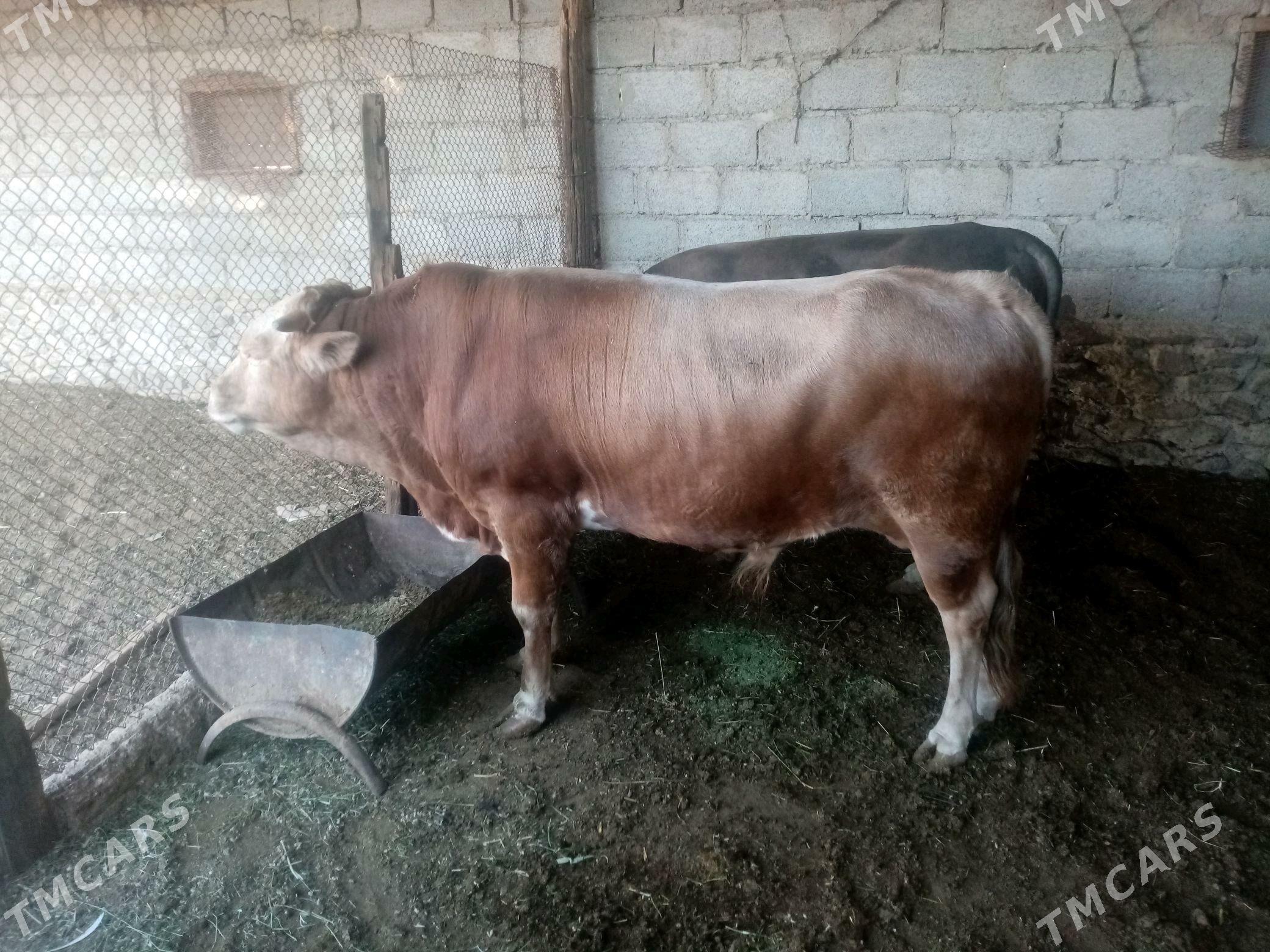 Okuz - Bereket - img 2