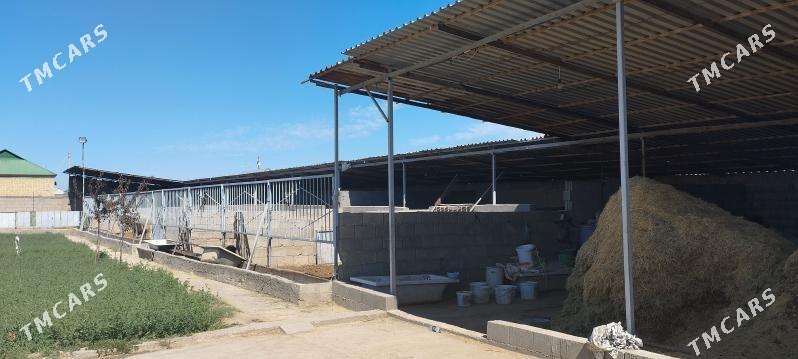 Mellek yer 25 sotuk - Гёкдепе - img 8