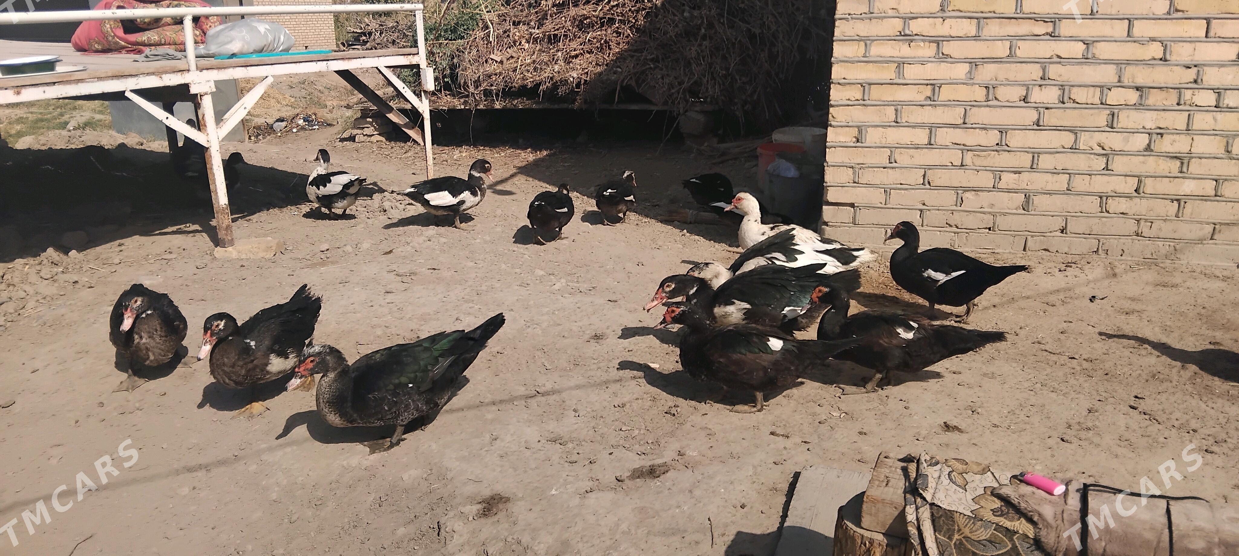 Ordek indautka - Mary - img 1