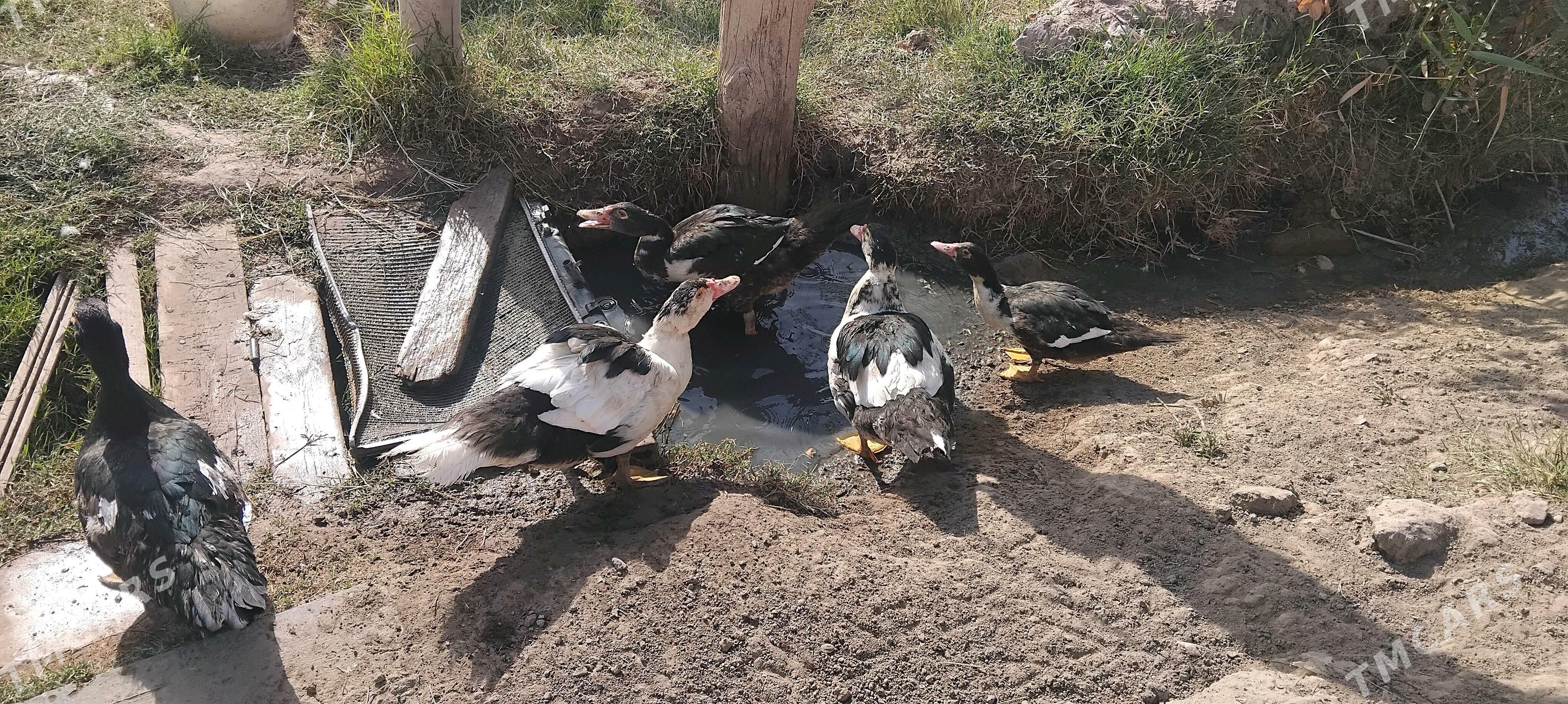 Ordek indautka - Mary - img 2