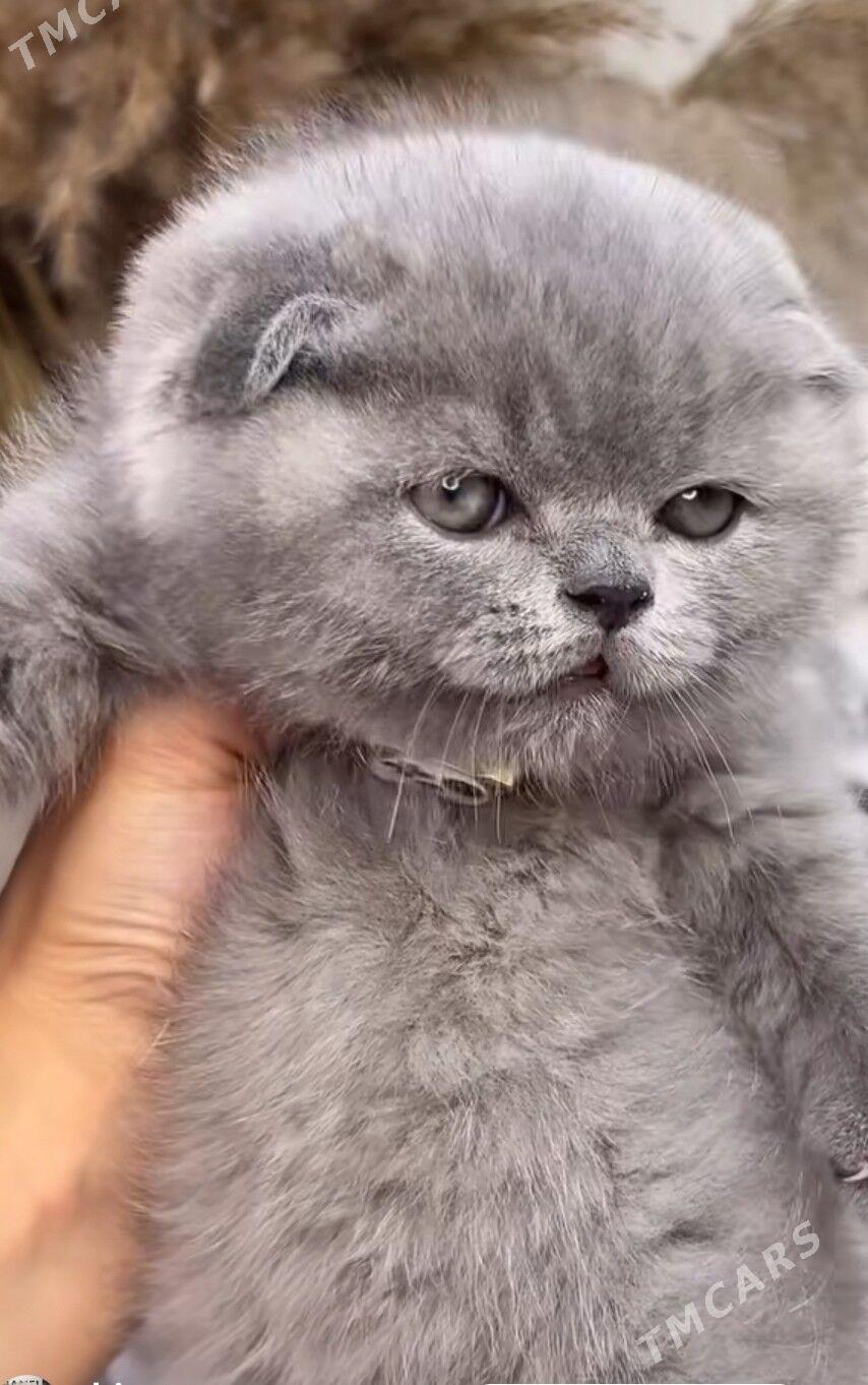Шотландский Котята - Ашхабад - img 2