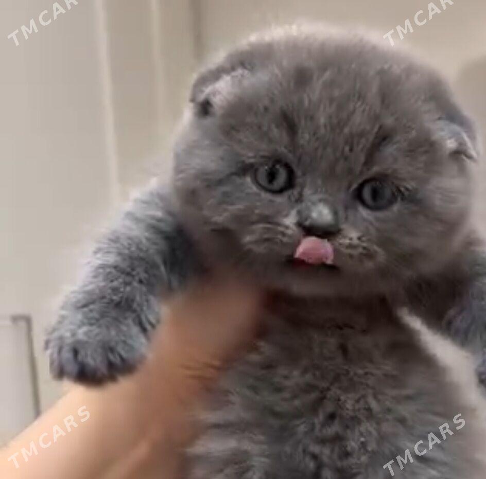 Шотландский Котята - Ашхабад - img 1