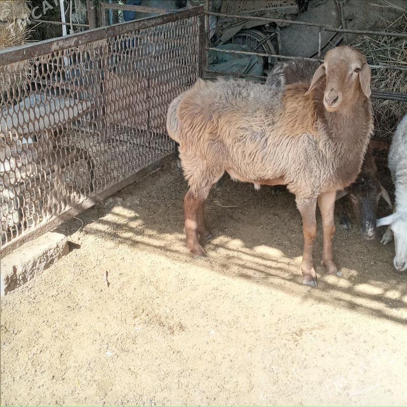 Gocgar - Çärjew - img 2