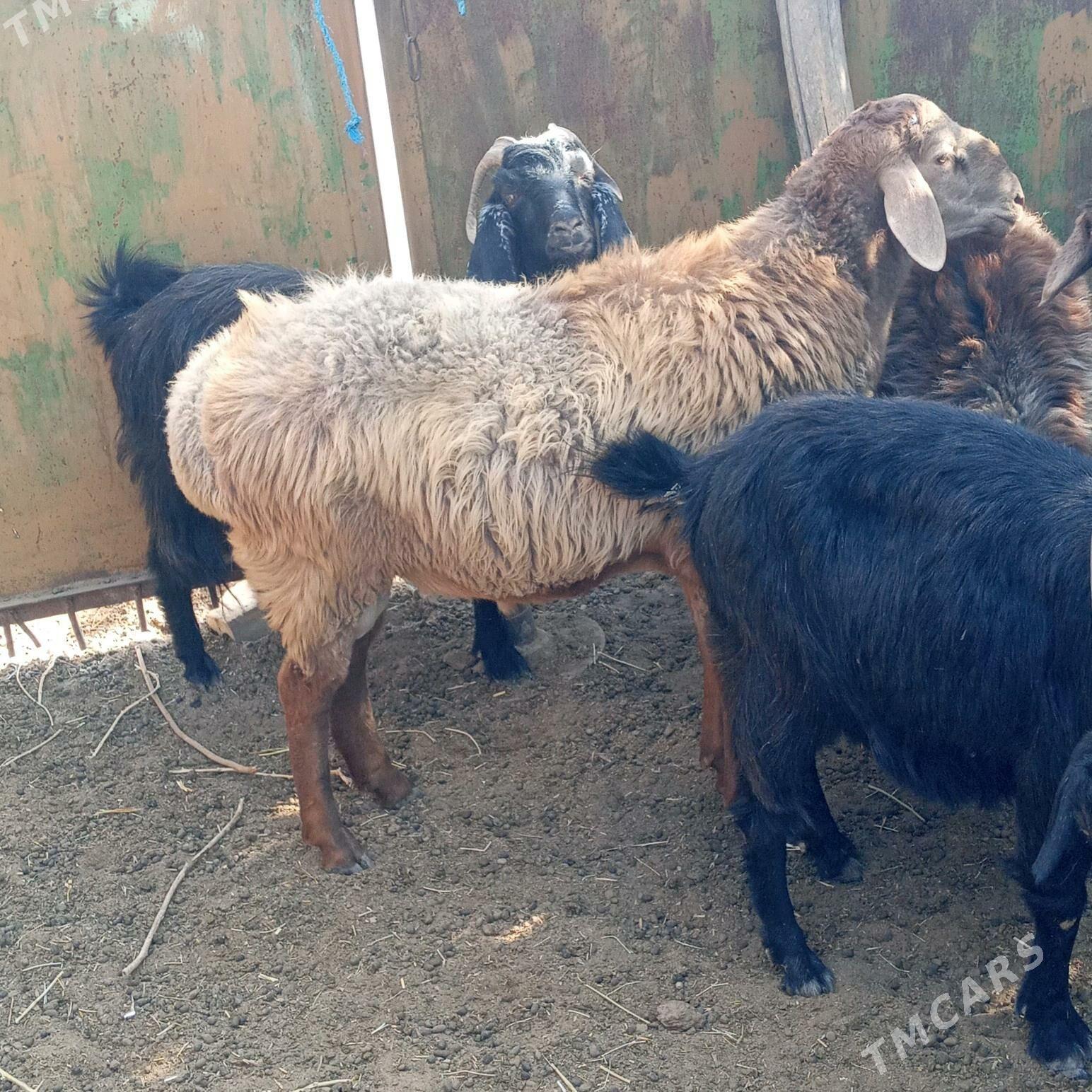 Gocgar - Çärjew - img 3