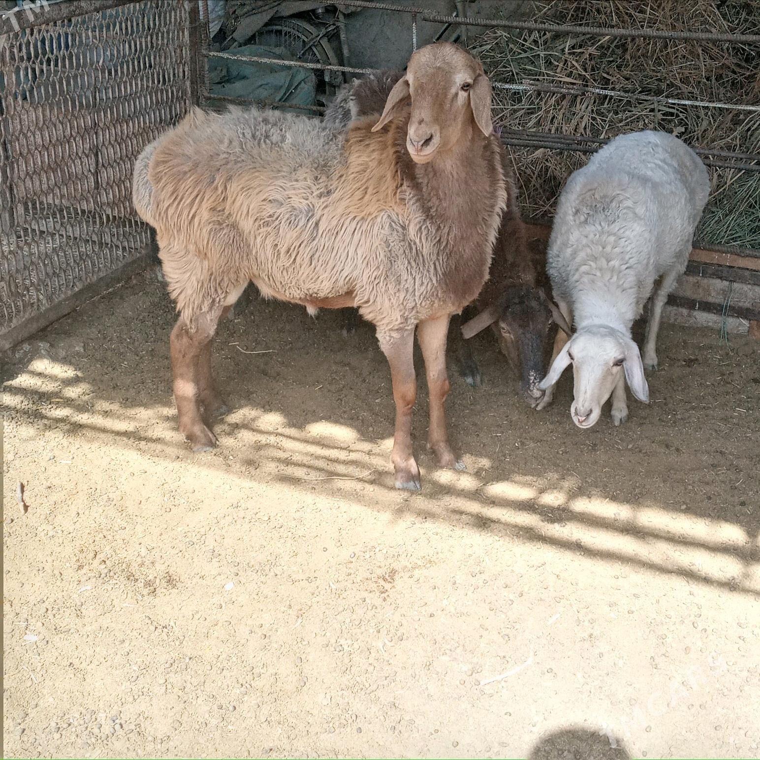 Gocgar - Çärjew - img 4