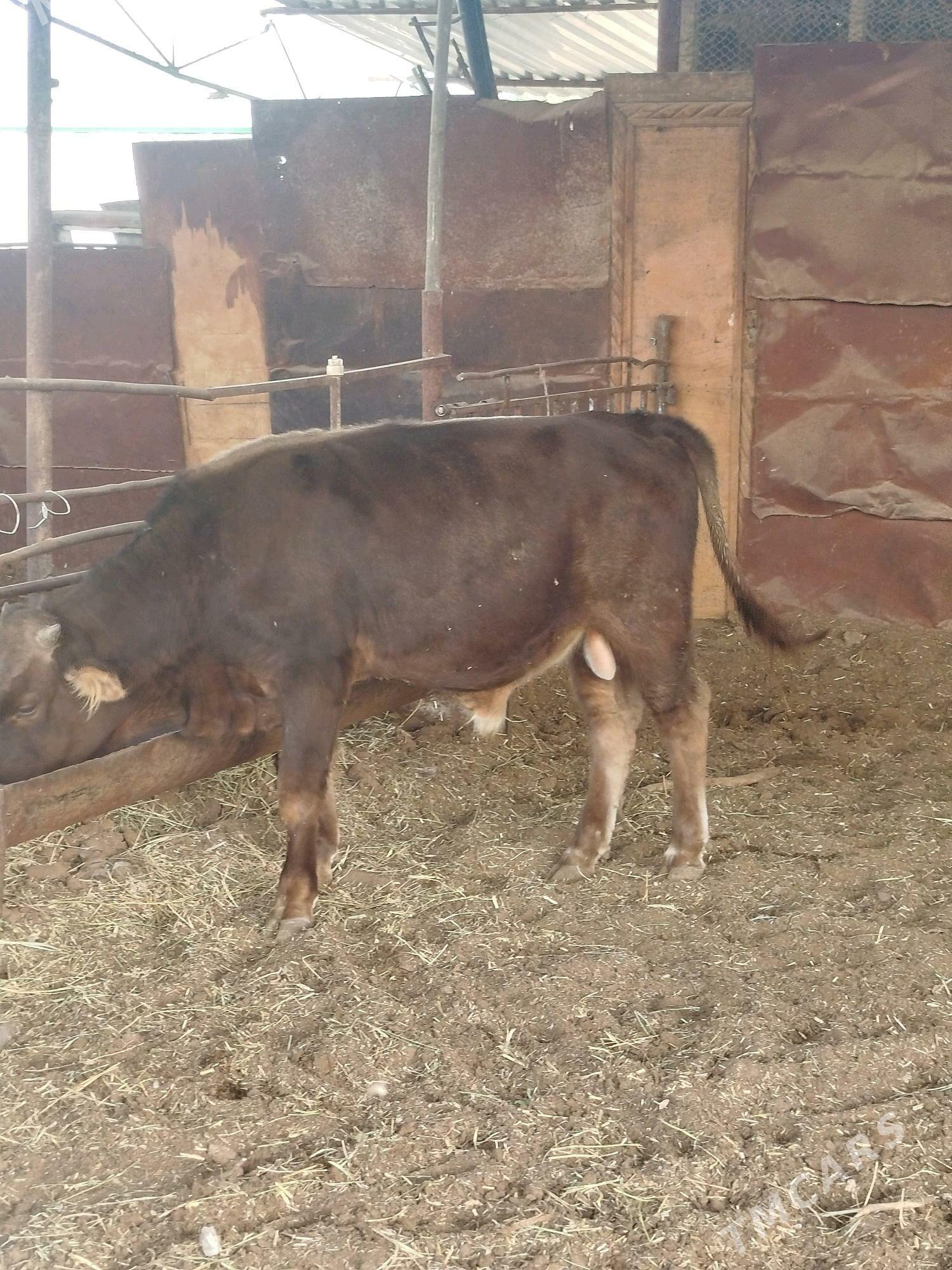 öküz - Ашхабад - img 2