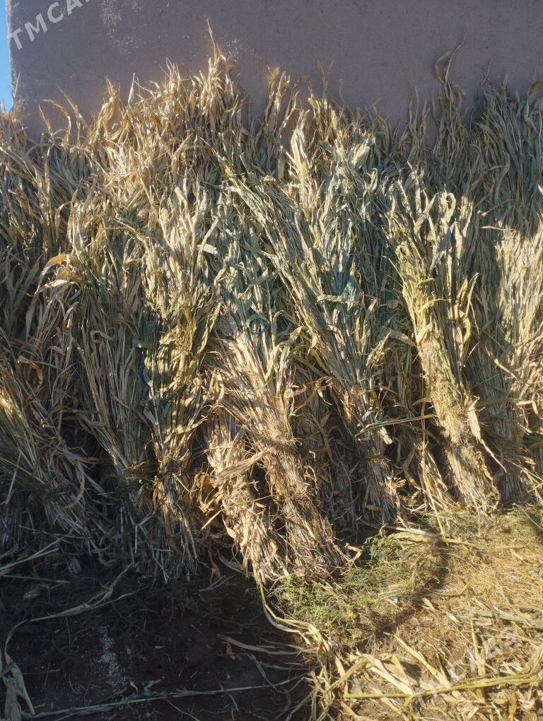 Gawush - Шабатский этрап - img 1