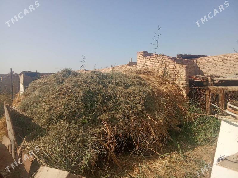 ot - Туркменабат - img 2