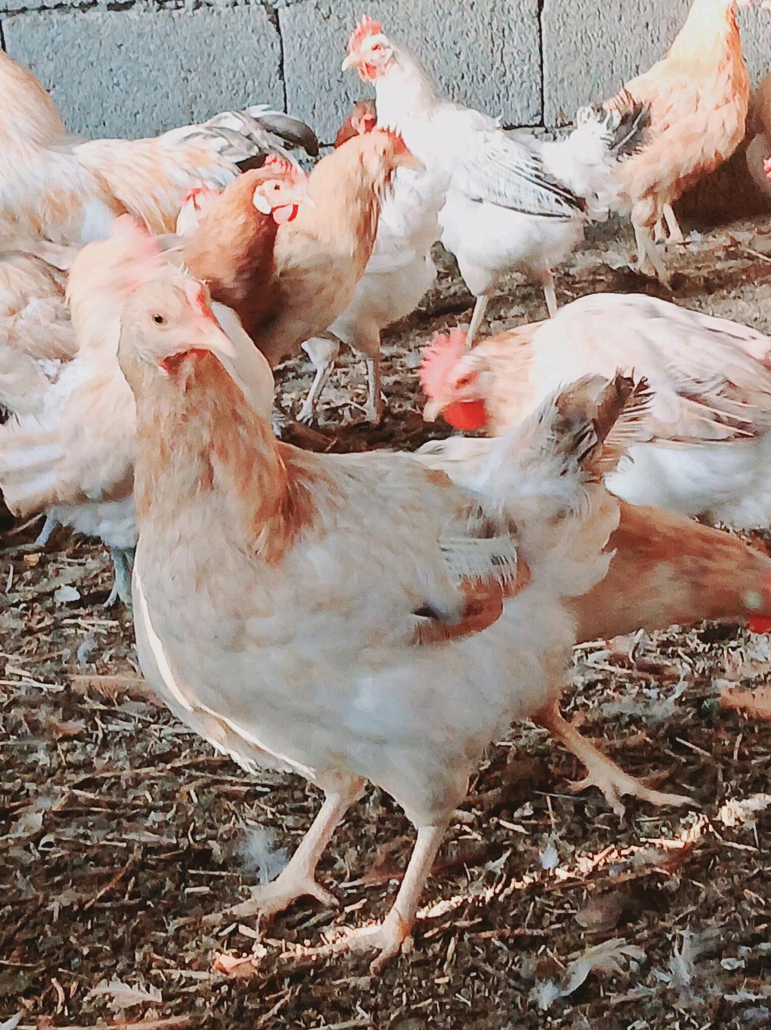 towuk - Ak bugdaý etraby - img 2