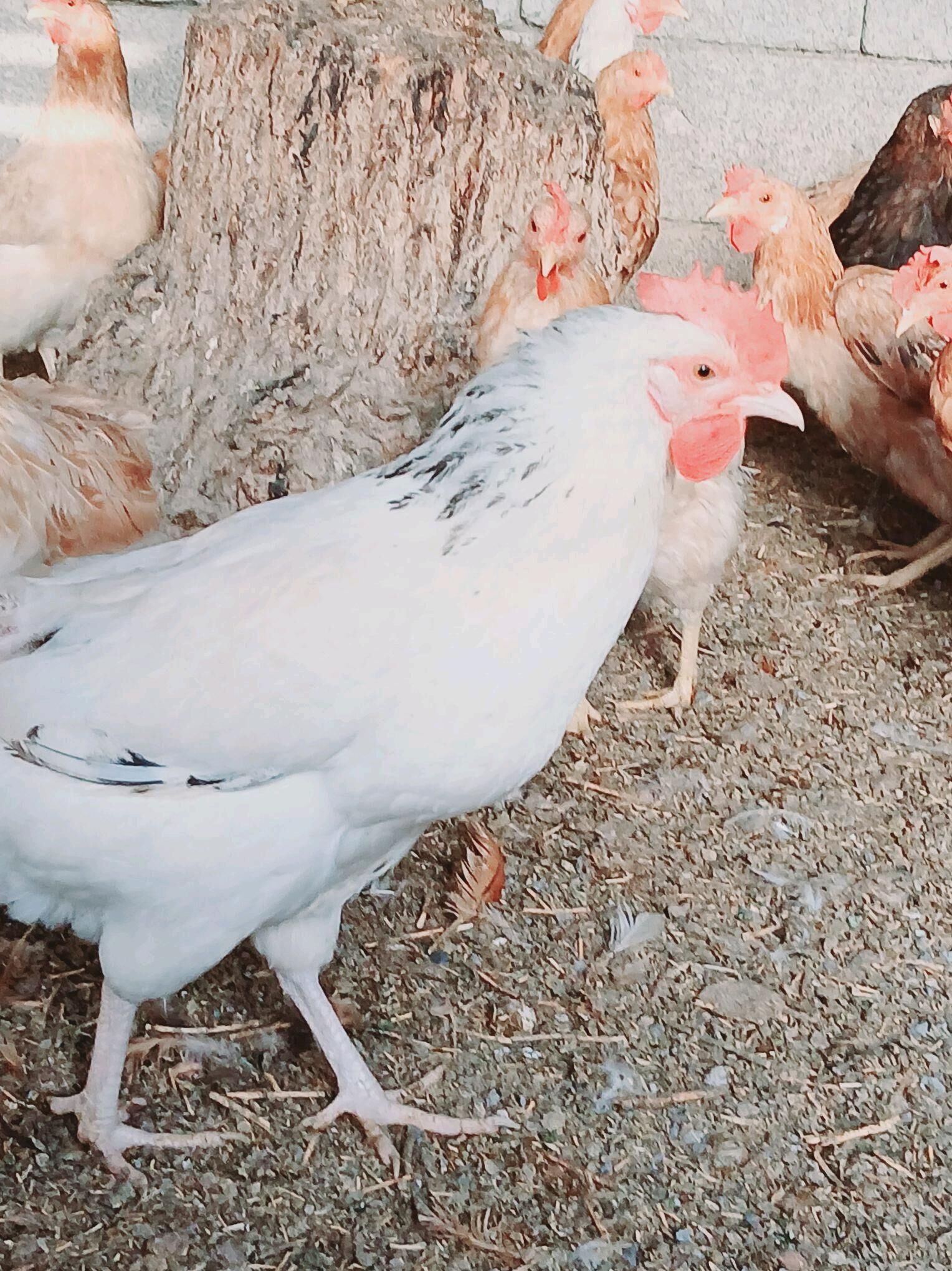 towuk - Ak bugdaý etraby - img 3