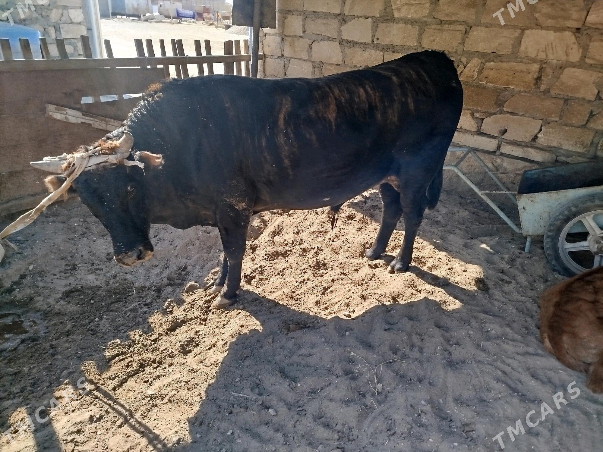 Ŏküz - Гумдаг - img 2