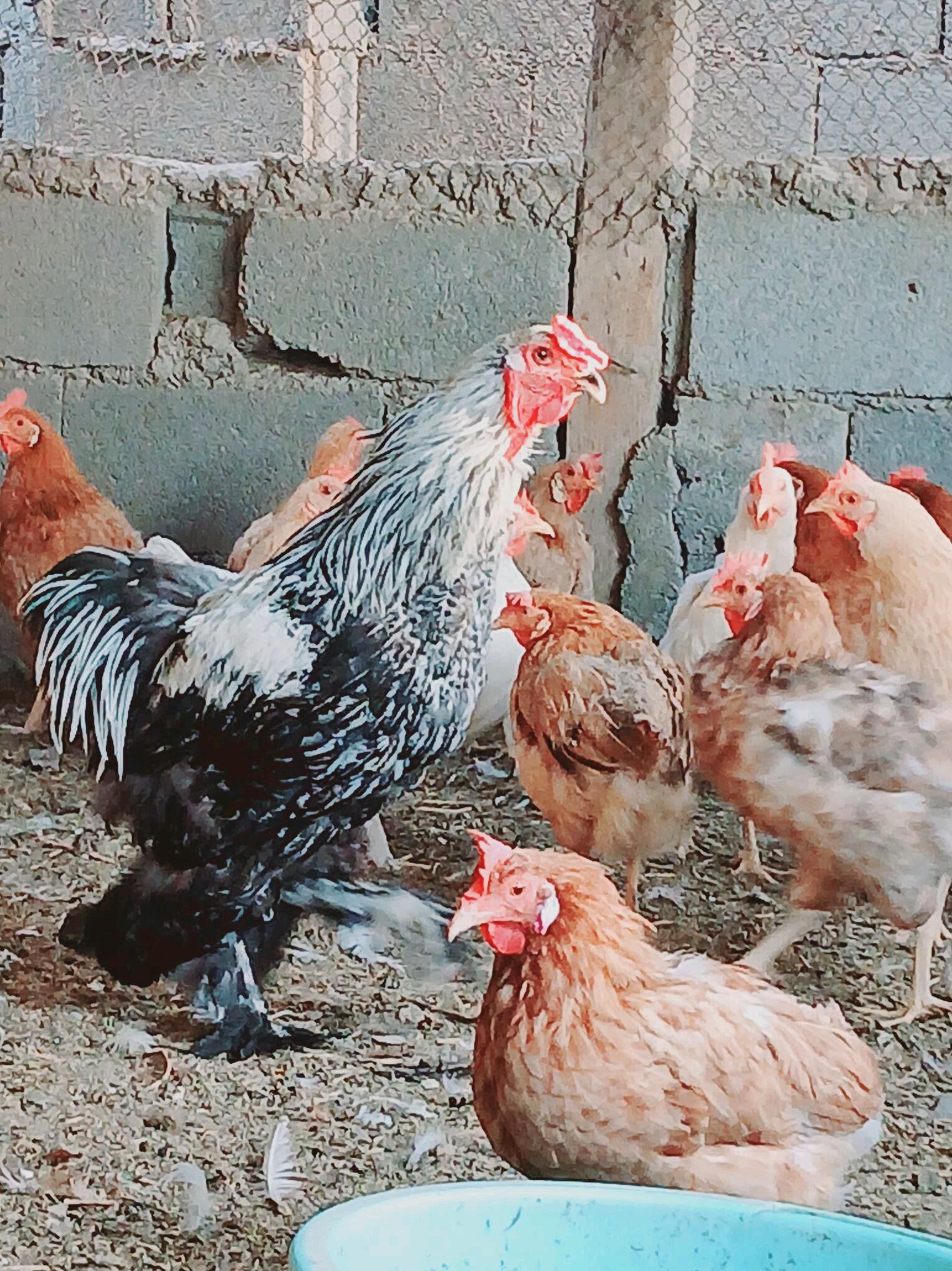 towuk - Ak bugdaý etraby - img 4