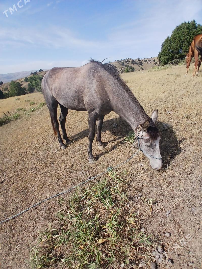 At - Бахарден - img 1