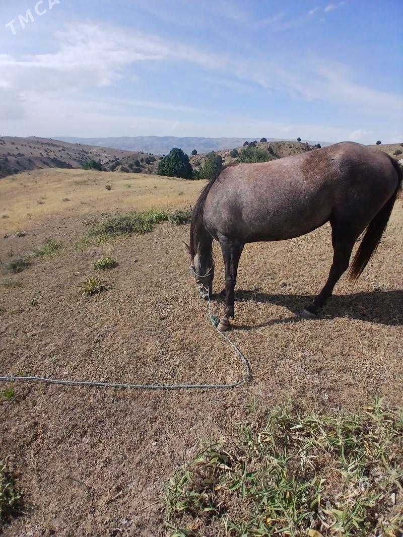 At - Bäherden - img 2