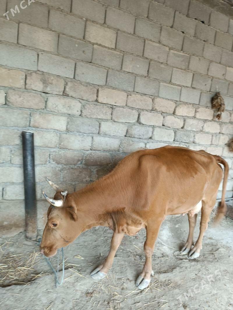 Goleli sygyr - Änew - img 2