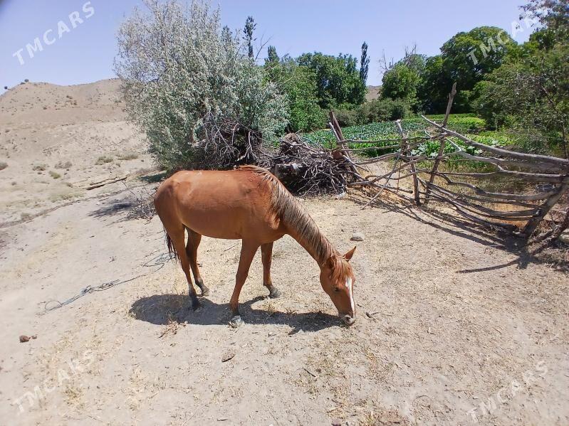 At - Bäherden - img 2